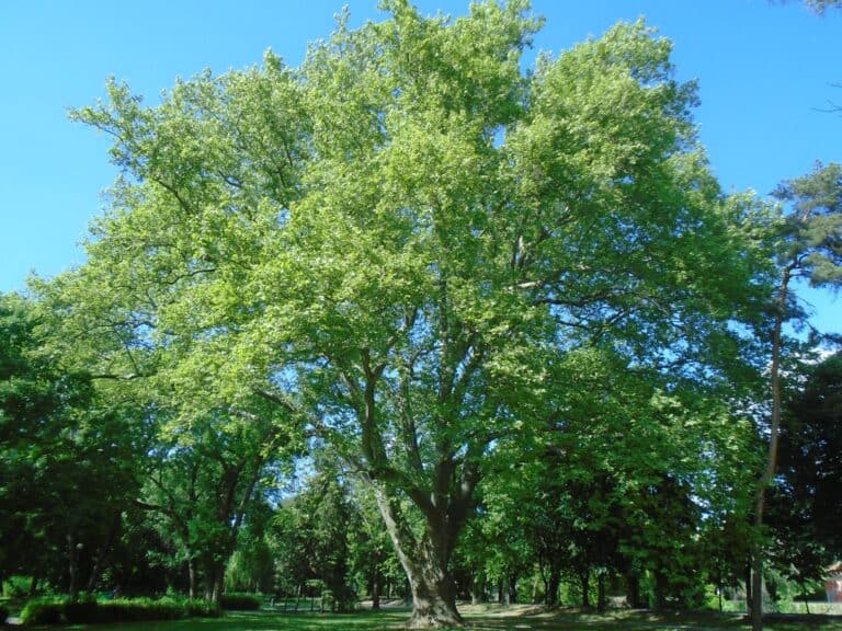 ev-faja-eger-ersekkert-platan