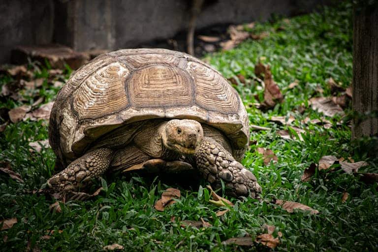 Detailed view of a large Sulcata tortoise roaming on a grassy field with scattered leaves.