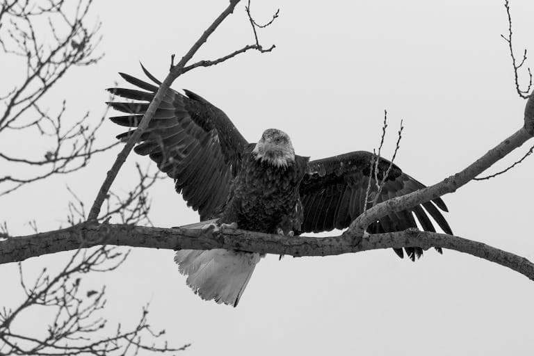 Free stock photo of american bald eagle, bald eagle, central new york